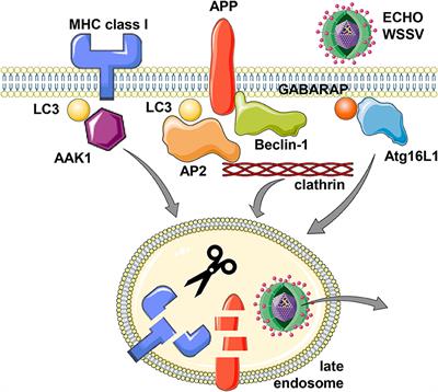 Non-canonical Functions of Macroautophagy Proteins During Endocytosis by Myeloid Antigen Presenting Cells